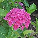 Hydrangea macrophylla Oslo