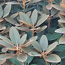 Rhododendron bureavii × pachysanthum Special Dane