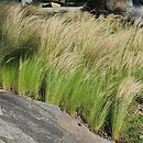 Nassella tenuissima Pony Tails