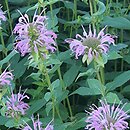 Monarda Tante Polly