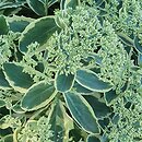 Sedum hort. Lajos