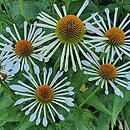 Echinacea White Spider