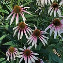 Echinacea JS Engeltje
