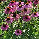 Echinacea Green Twister