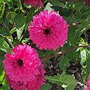 Echinacea Blackberry Truffle