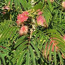 Albizia julibrissin Pos 1