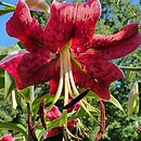 Lilium Miss Feya