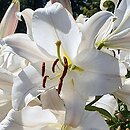 Lilium Zambesi