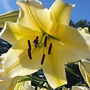 Lilium Conca d'Or