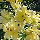 Lilium Exotic Sun