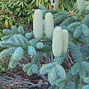 Abies numidica Glauca