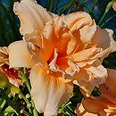 Hemerocallis ×hybrida Złota Laguna