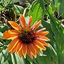 Echinacea Summer Cocktail