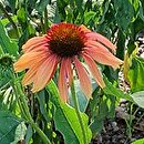 Echinacea Evan Saul