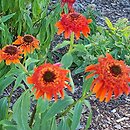 Echinacea Irresistable