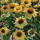 Echinacea Aloha