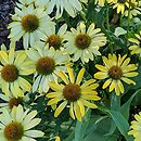 Echinacea Cleopatra