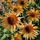 Echinacea Big Kahuna