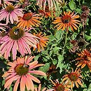 Echinacea Summer Cloud