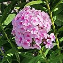Phlox paniculata Narwiański Wir