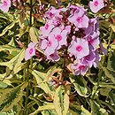 Phlox paniculata Warsaw Sunrise