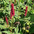 Polygonum amplexicaule Fat Domino