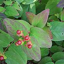 Hypericum androsaemum Albury Purple