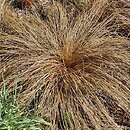 Carex flagellifera Bronzita