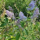 Ceanothus ×delilianus Gloire de Versailles