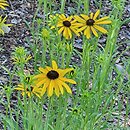 Rudbeckia missouriensis (rudbekia missouryjska)