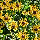 Rudbeckia fulgida Little Goldstar