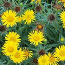 Buphthalmum salicifolium Golden Yellow
