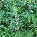 Leonurus cardiaca Grobbebol