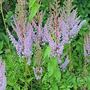 Astilbe taquetii (tawułka mieszańcowa)