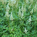 Astilbe Diamant