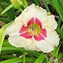 Hemerocallis ×hybrida Siloam Gumdrop