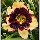 Hemerocallis ×hybrida Crazy Ivan