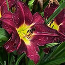 Hemerocallis ×hybrida Violet Hour