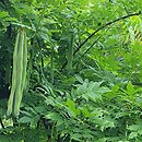 Wisteria sinensis Alba