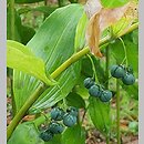 Polygonatum biflorum (kokoryczka olbrzymia)