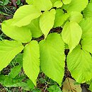 Aralia cordata Sun King