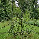 Picea abies Cranstonii