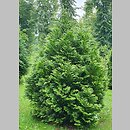 Thuja plicata Kórnik