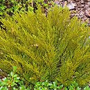 Hebe ochracea (hebe ochrowa)
