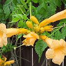 Campsis radicans Flava