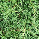 Juniperus horizontalis Prince of Wales