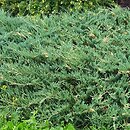 Juniperus chinensis Expansa Variegata