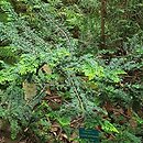 Chamaecyparis obtusa Teddy Bear