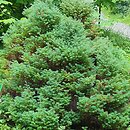 Chamaecyparis pisifera Squarrosa