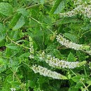 Mentha spicata Moroccan